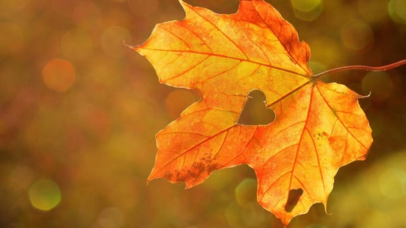 leaf with heart representing emotional connection in marketing