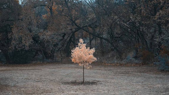 a single, special tree representing one-to-one account-based marketing